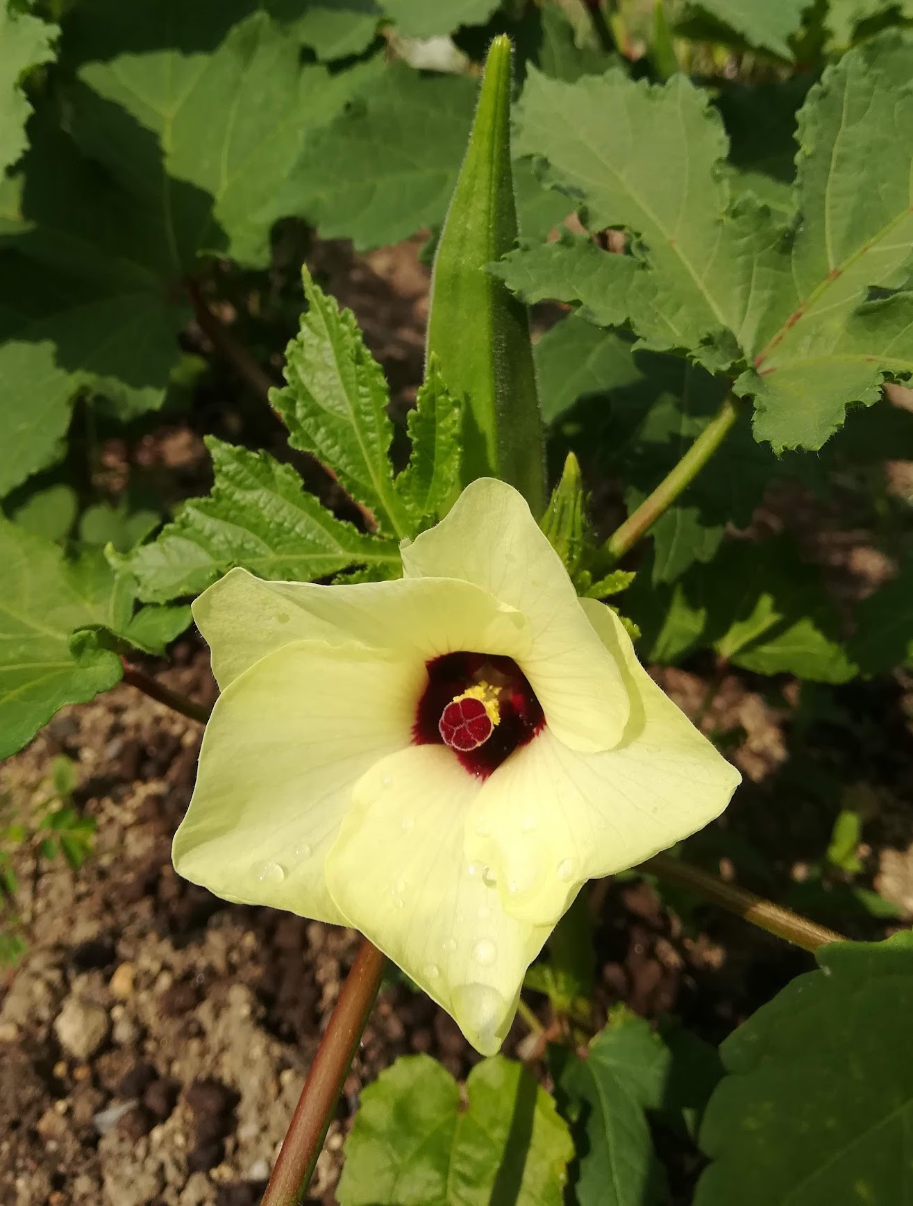 オクラ/Abelmoschus esculentus