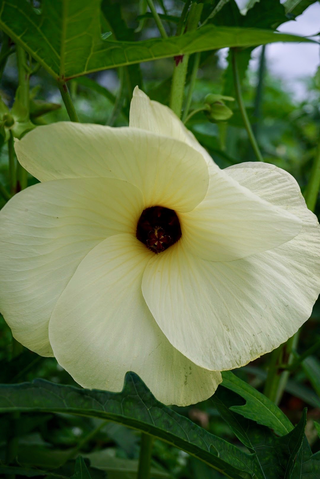 トロロアオイ/Abelmoschus manihot