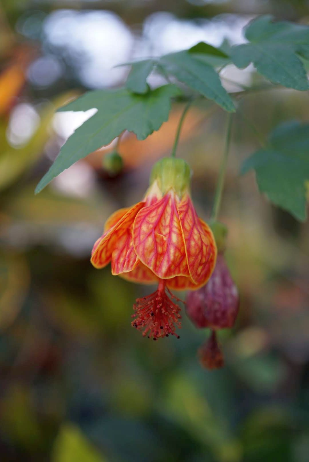 ショウジョウカ/Abutilon pictum