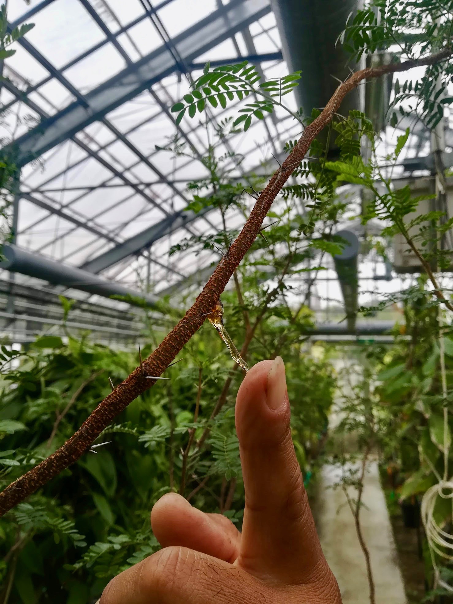 アラビアゴムノキ/Acacia_senegal