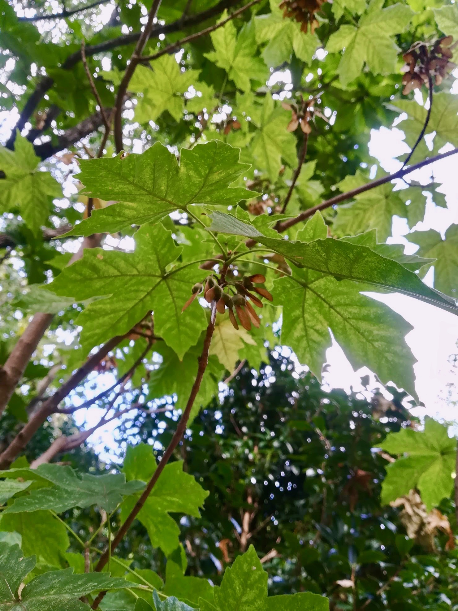 カジカエデ/Acer diabolicum