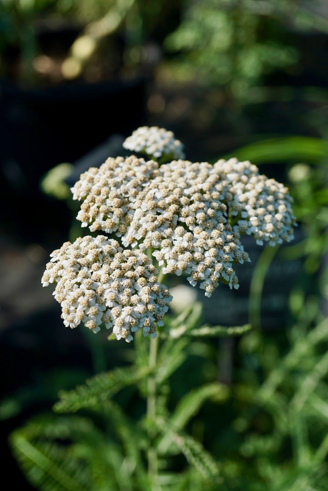 セイヨウノコギリソウ/Achillea millefolium