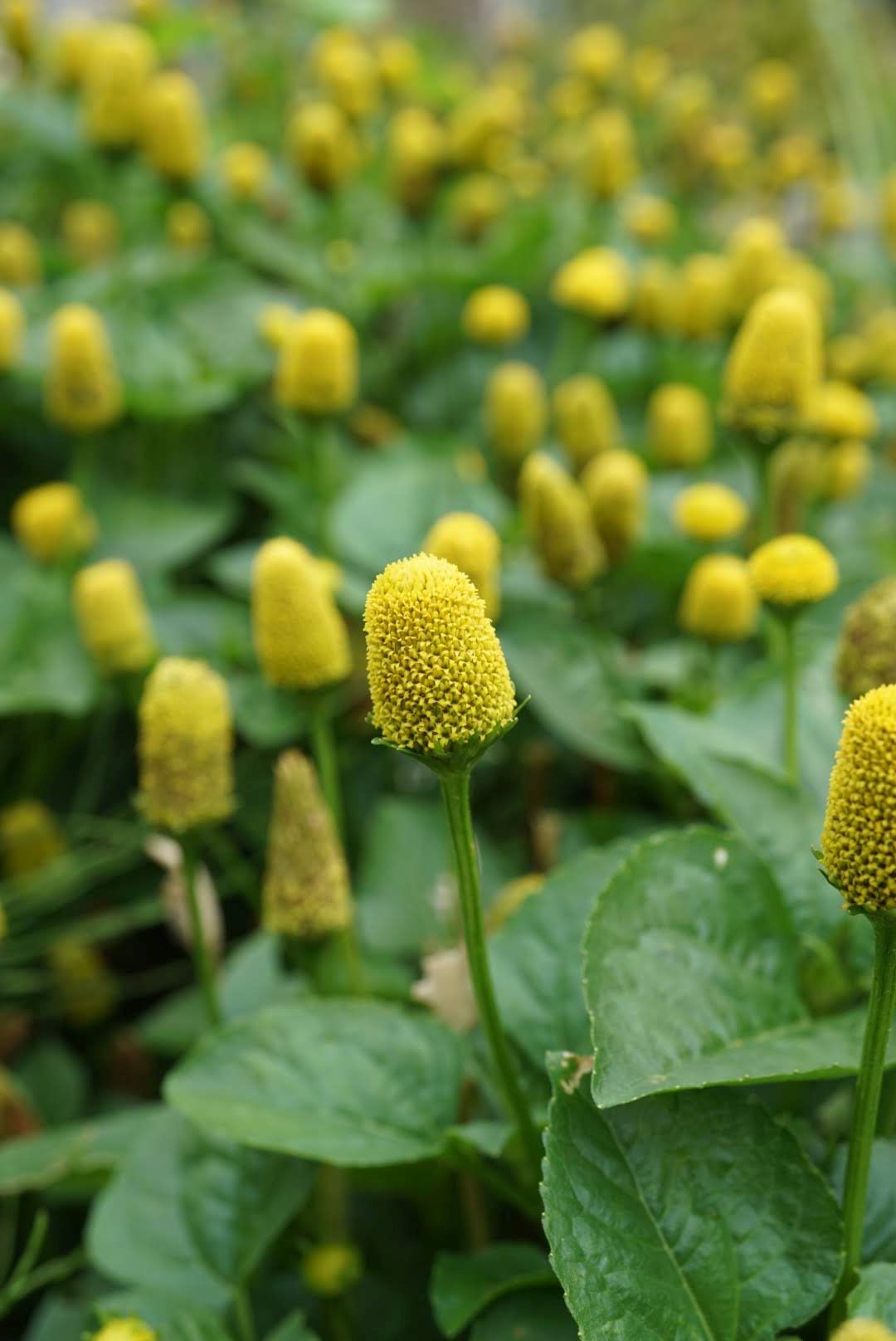 キバナオランダセンニチ/Acmella oleracea