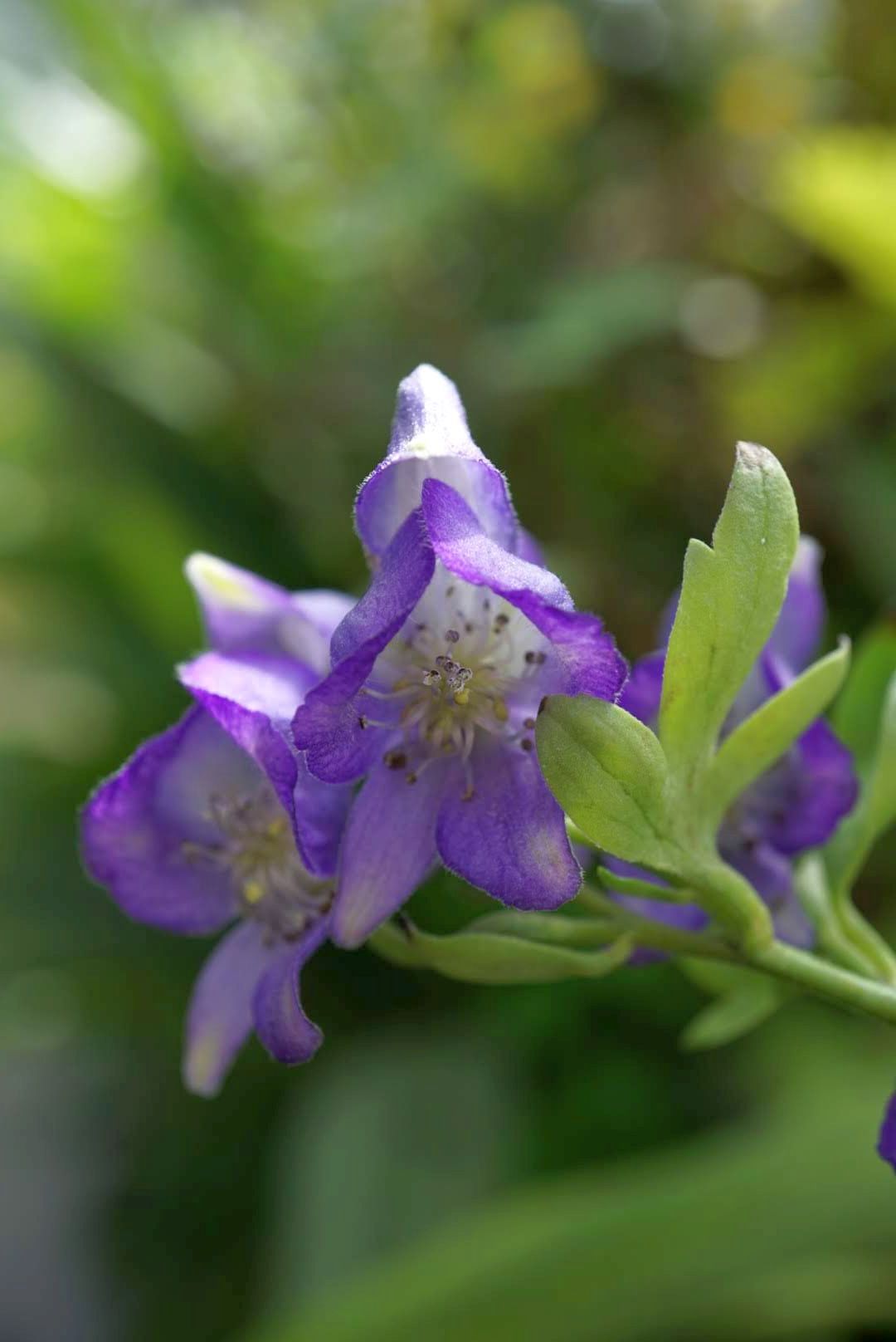 ヤマトリカブト/Aconitum cf. nipponicum