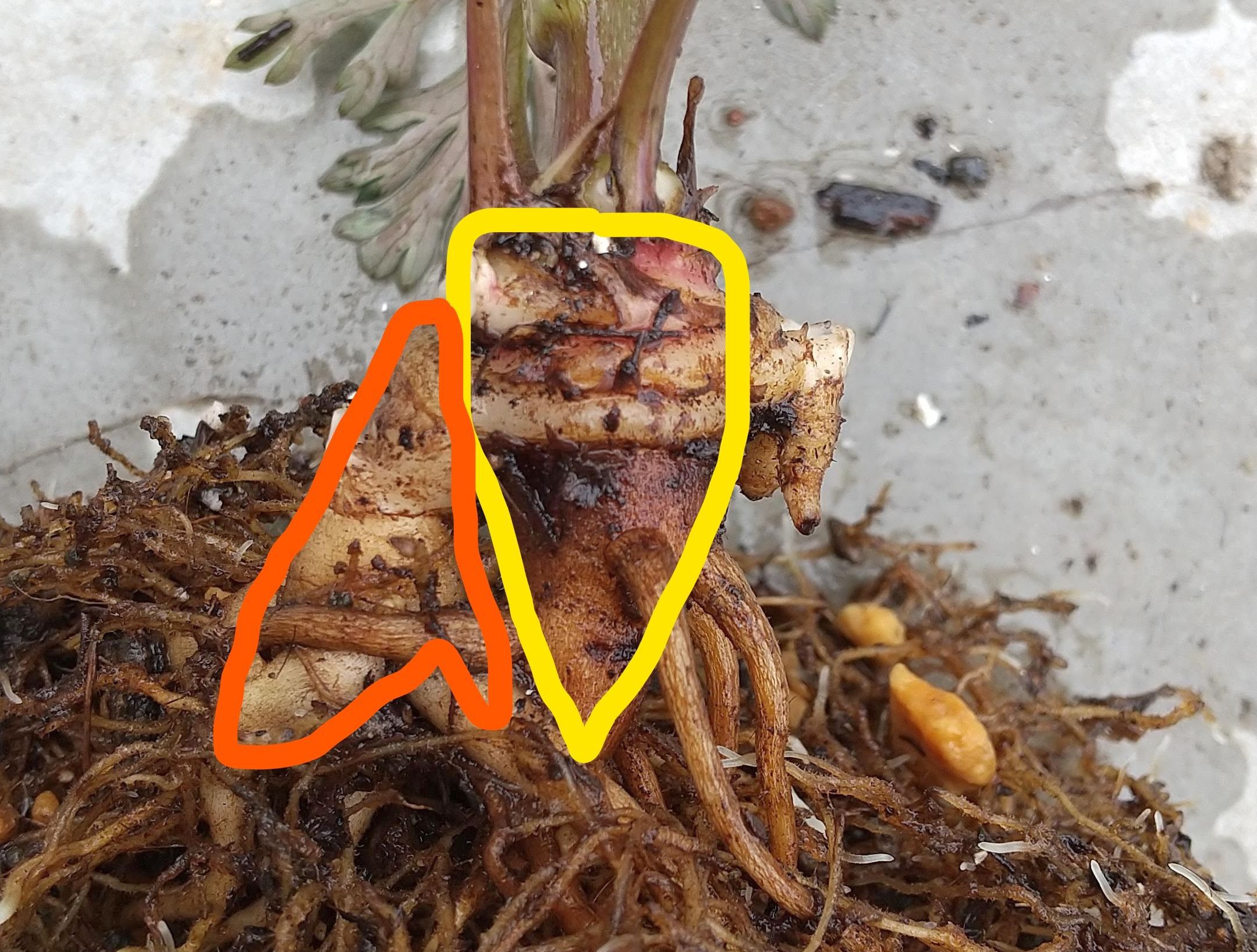 ヤマトリカブト/Aconitum cf. nipponicum