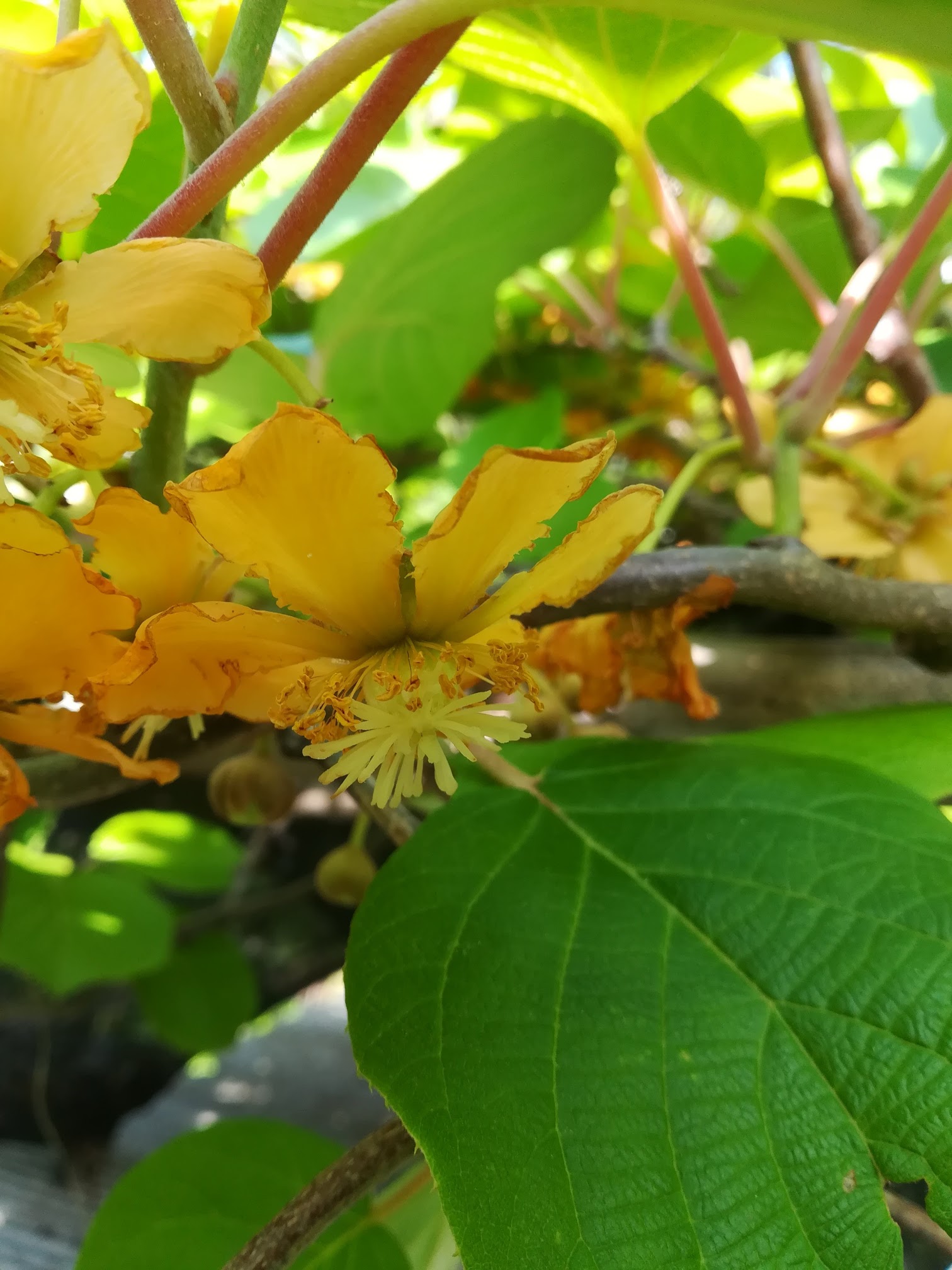 キウイ雌花/female flower of Actinidia chinensis