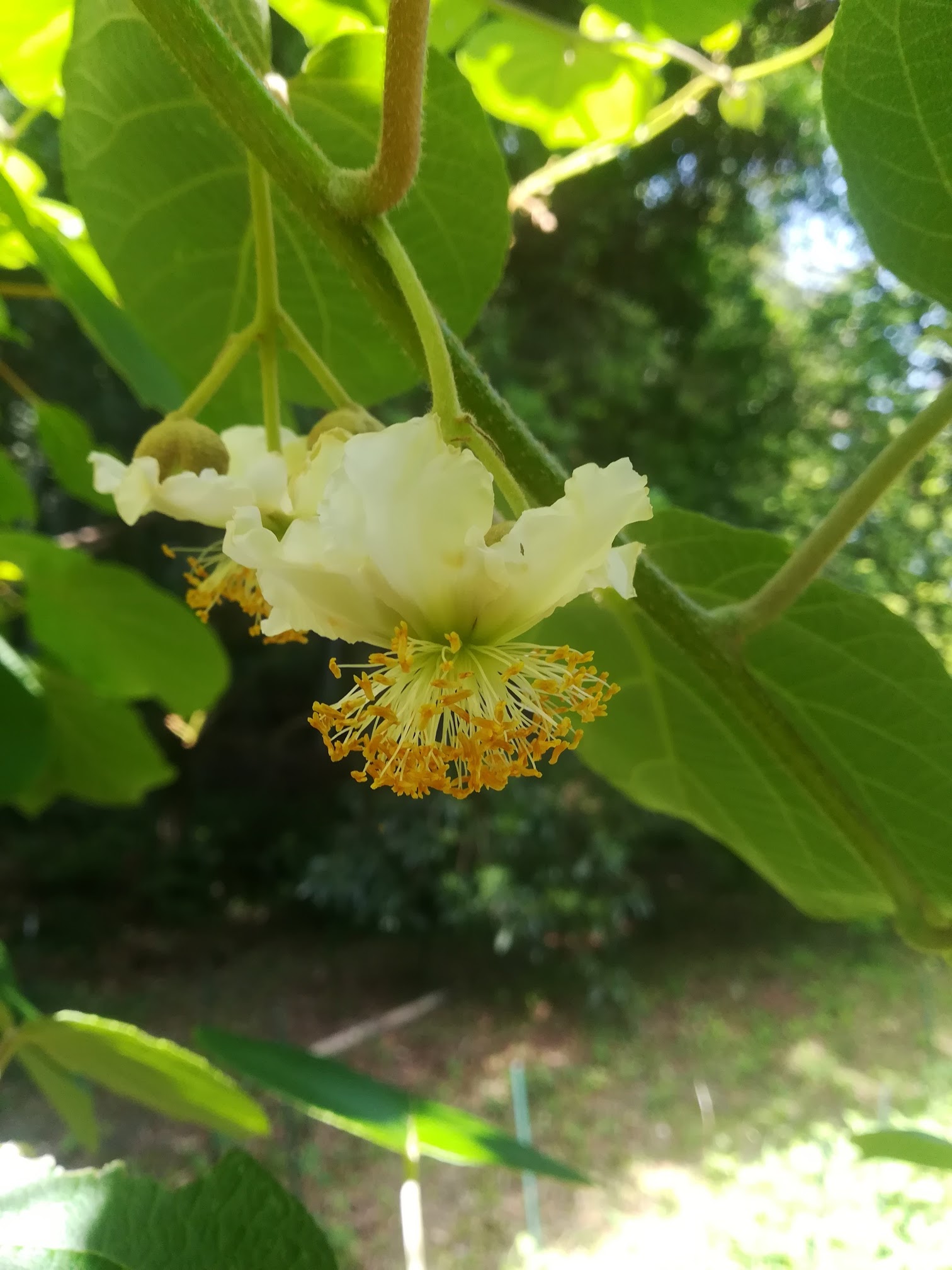 キウイ雄花/male flower of Actinidia chinensis