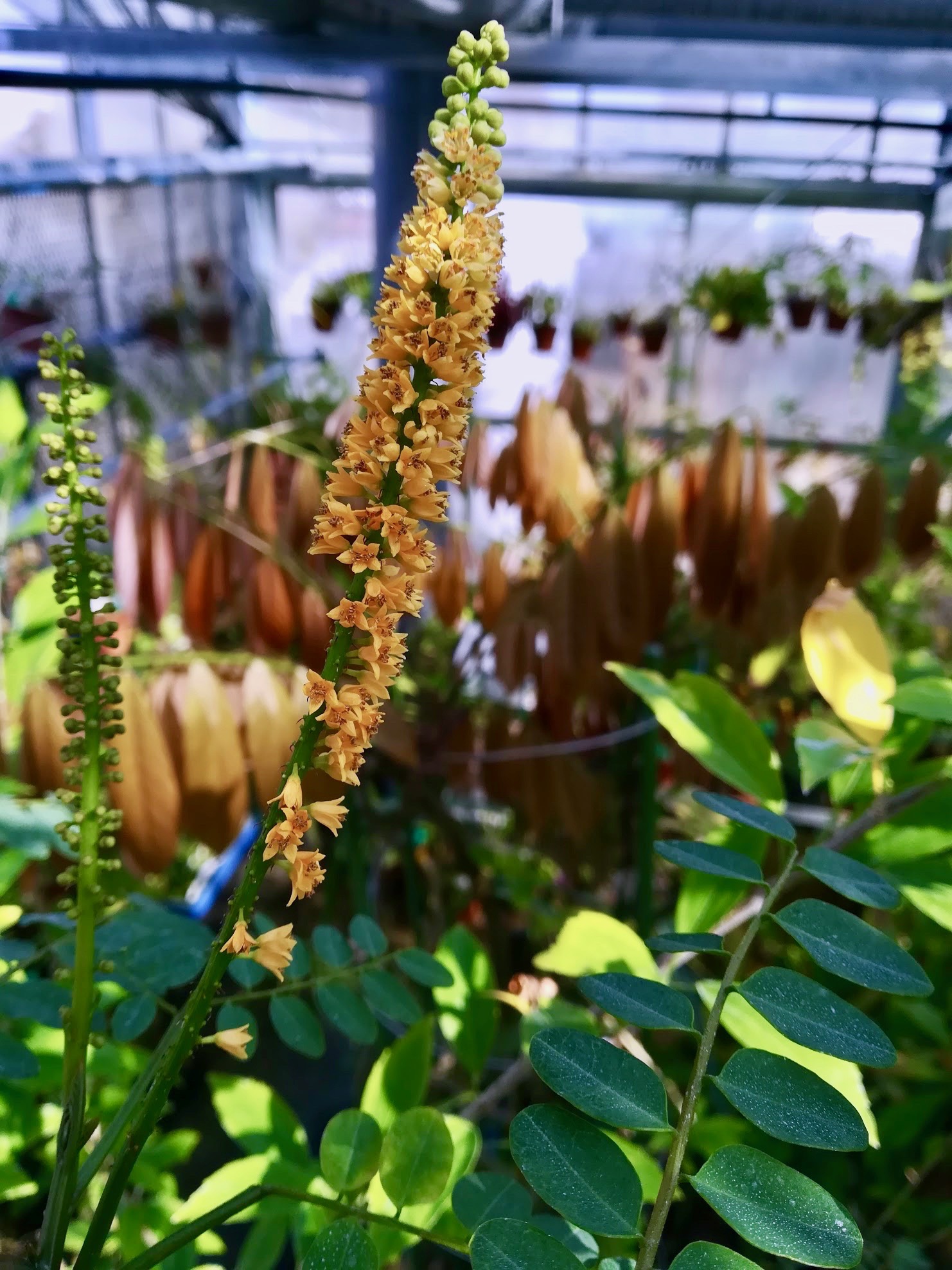 ナンバンアカアズキ/Adenanthera pavonina