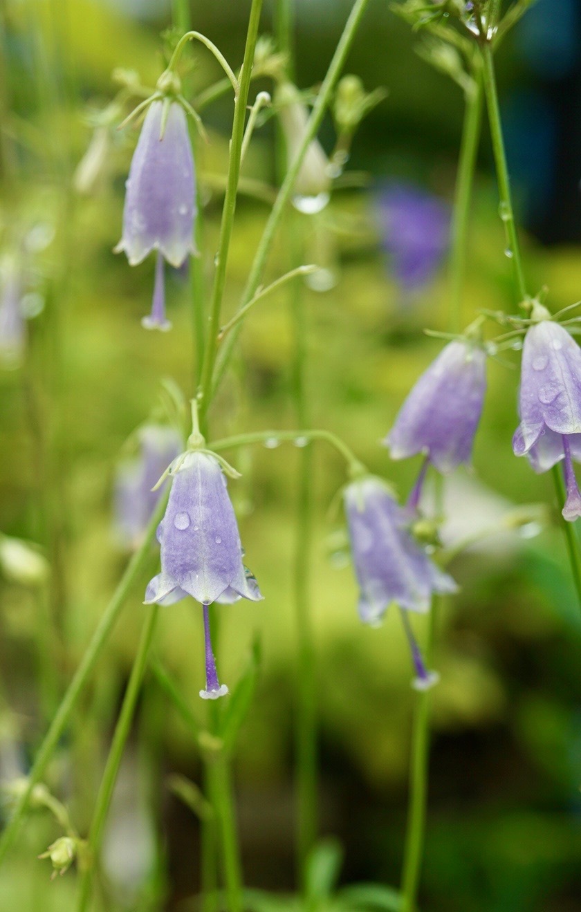 ツリガネニンジン/Adenophora triphylla japonica