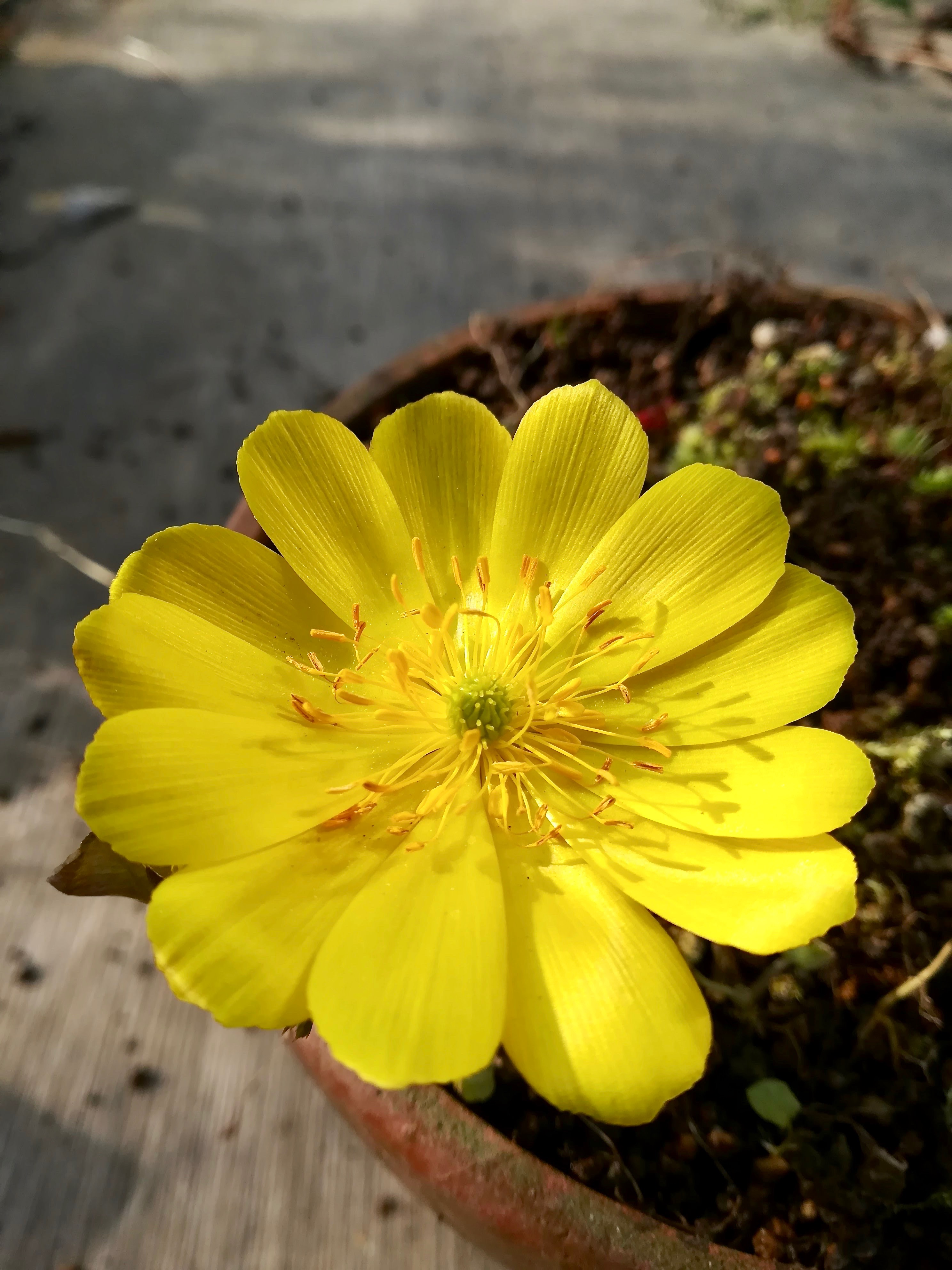 フクジュソウ/Adonis ramosa