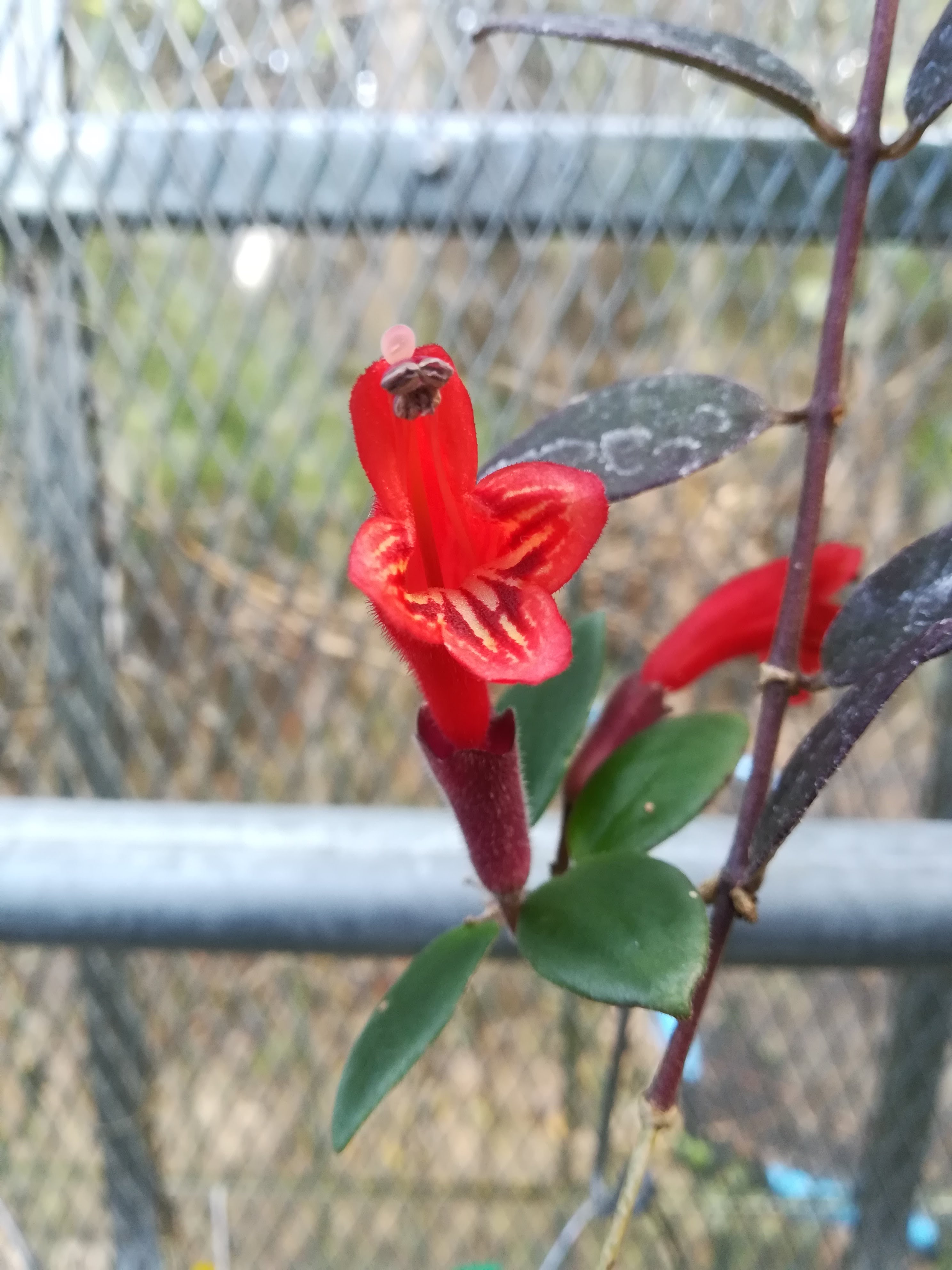 エスキナンサス/Aeschynanthus radicans