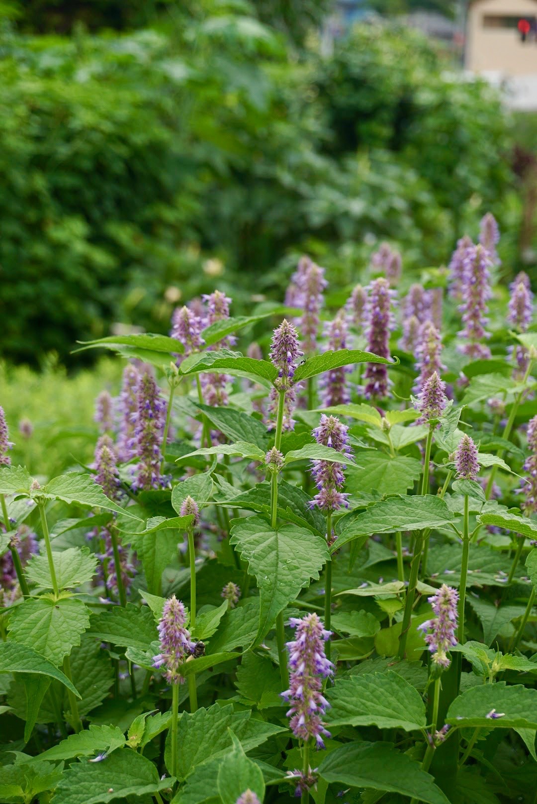 カワミドリ/Agastache rugosa