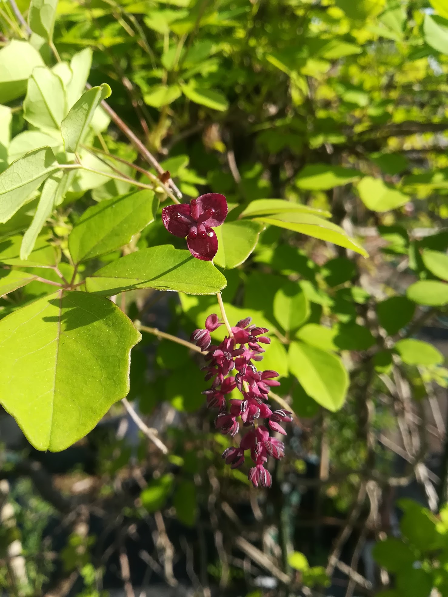 ゴヨウアケビ/Akebia ×pentaphylla