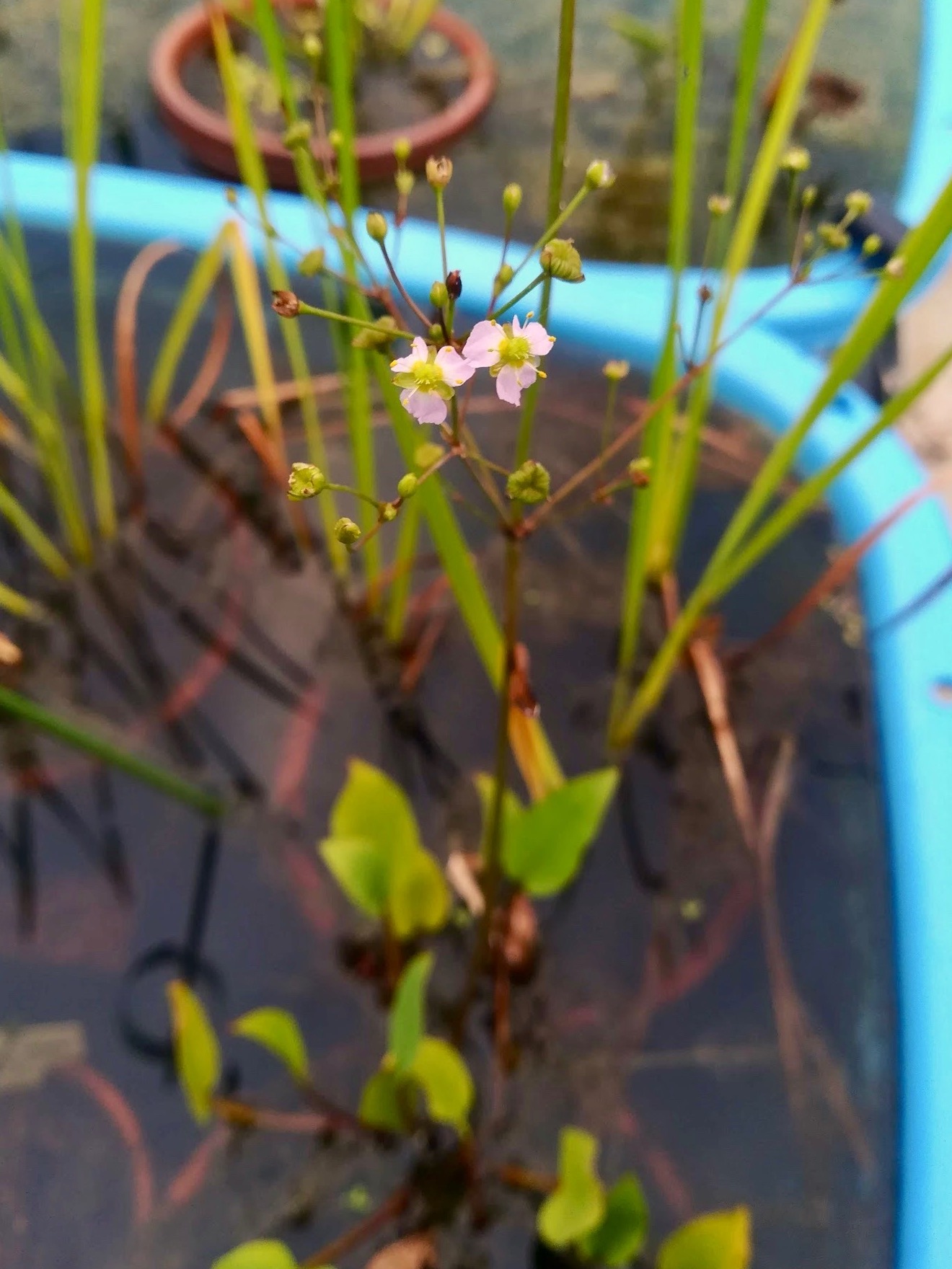 サジオモダカ/Alisma plantago-aquatica var. orientale