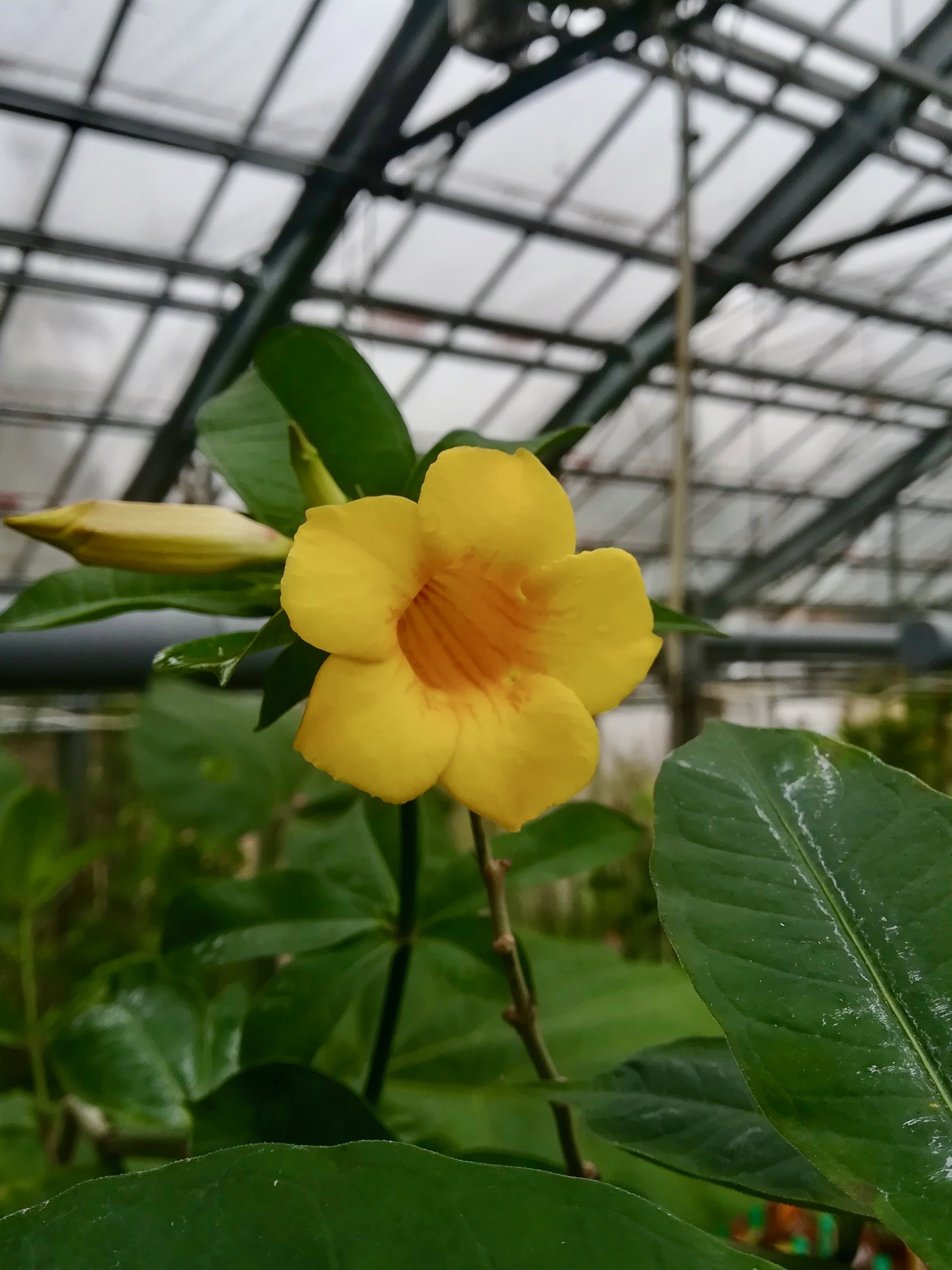 アリアケカズラ/Allamanda cathartica