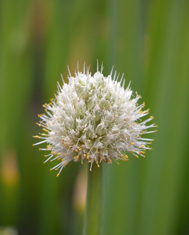 ネギ/Allium fistulosum