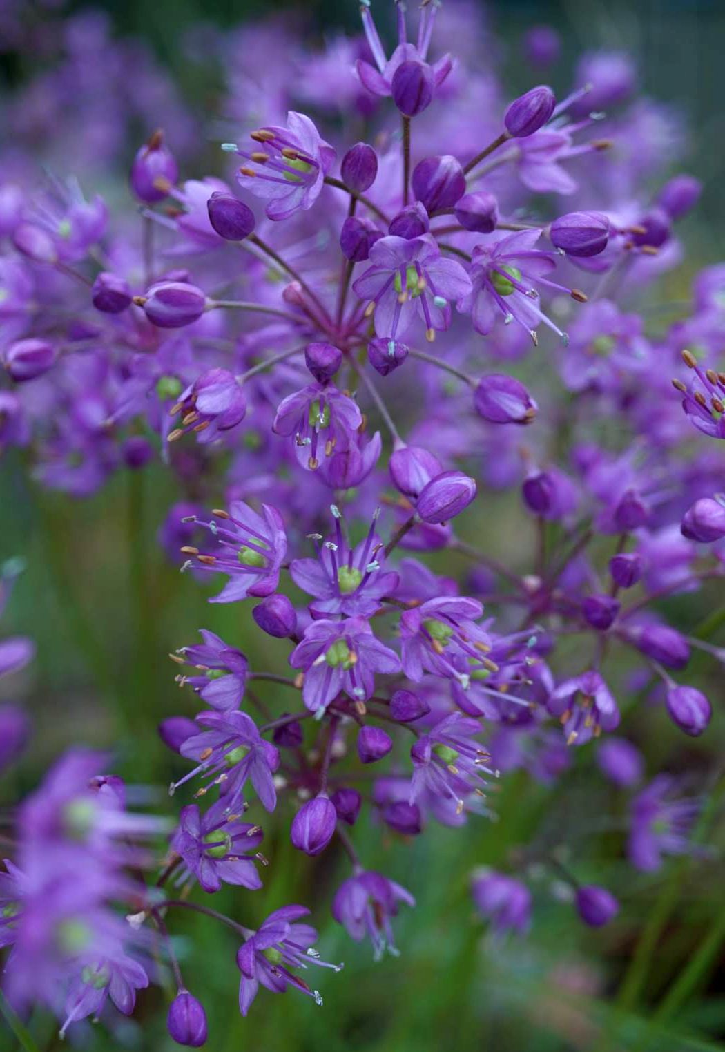 キイイトラッキョウ/Allium kiiense