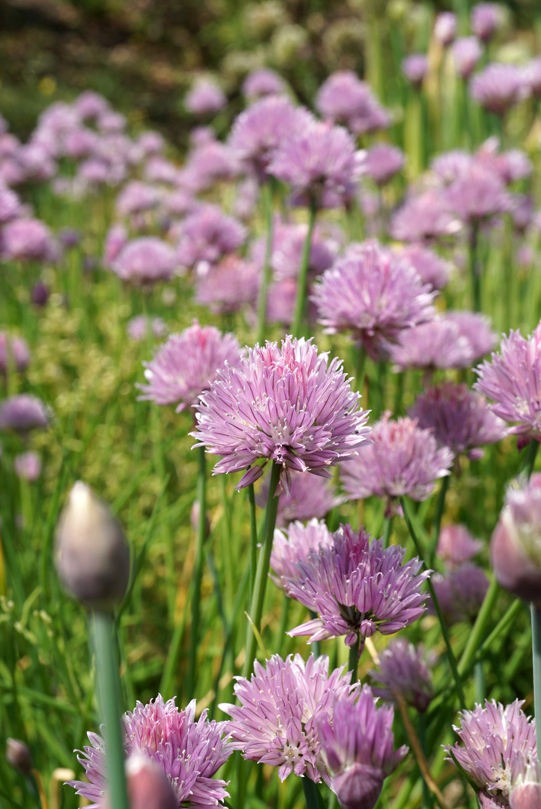 チャイブ/Allium schoenoprasum