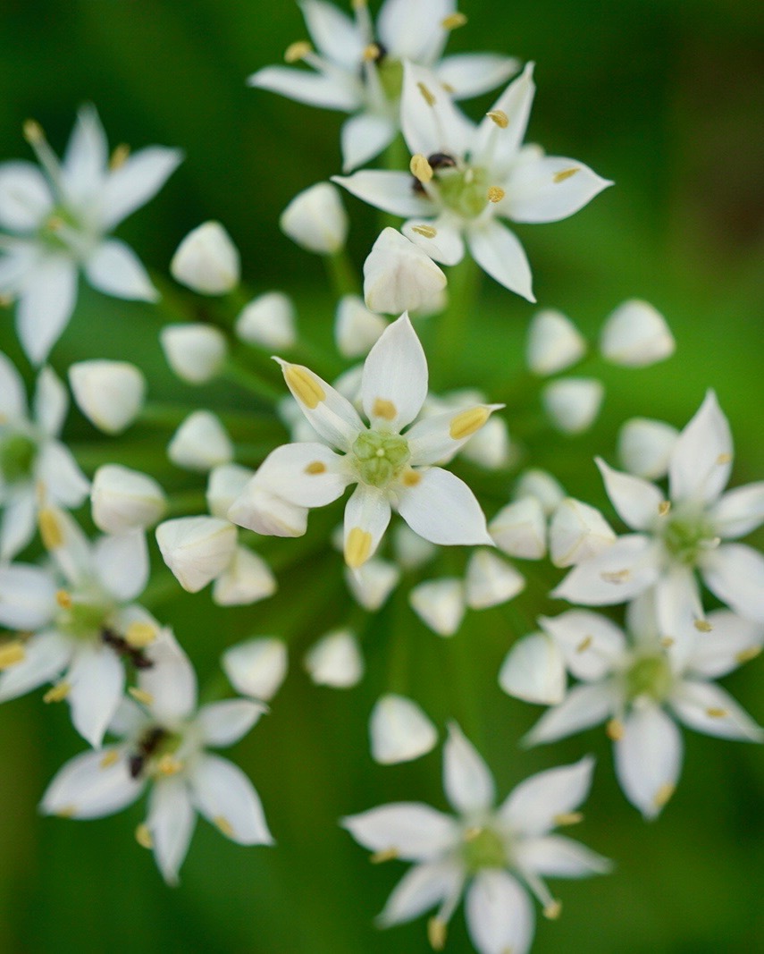 ニラ/Allium tuberosum