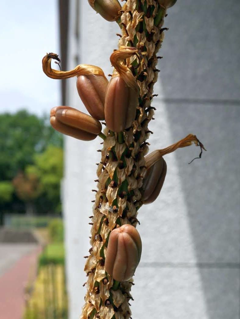 キボウホウロカイ