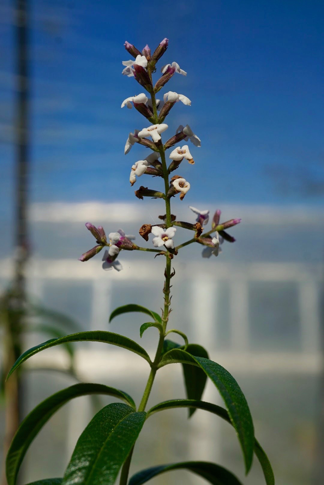 レモンバーベナ/Aloysia citrodora