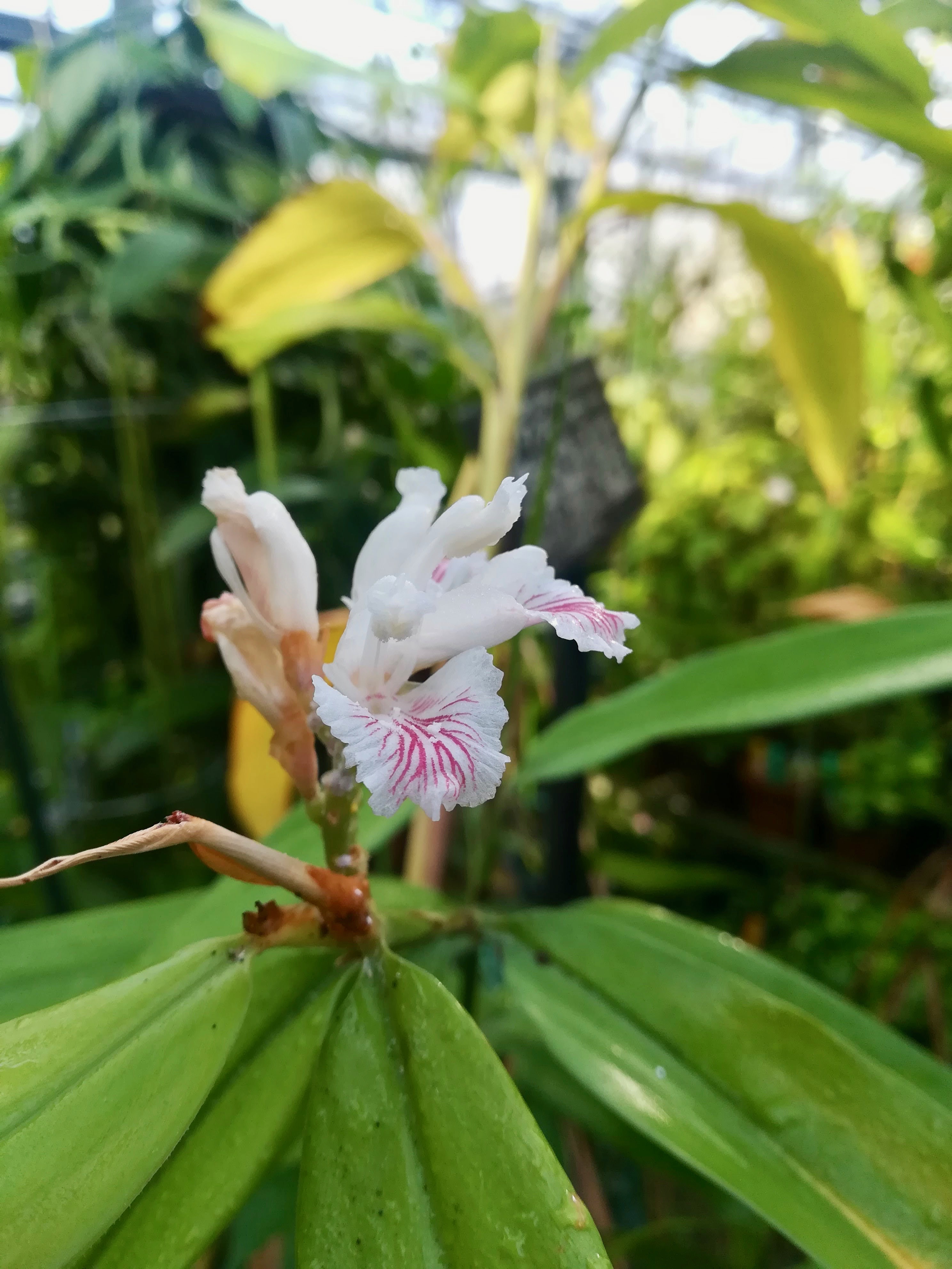 ヤクチ/Alpinia oxyphylla