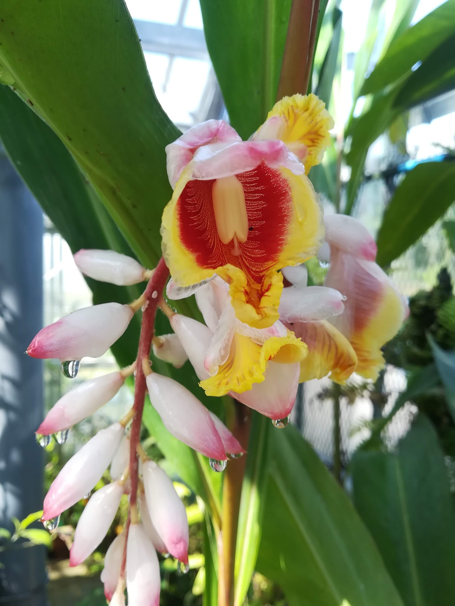 ゲットウ/Alpinia zerumbet