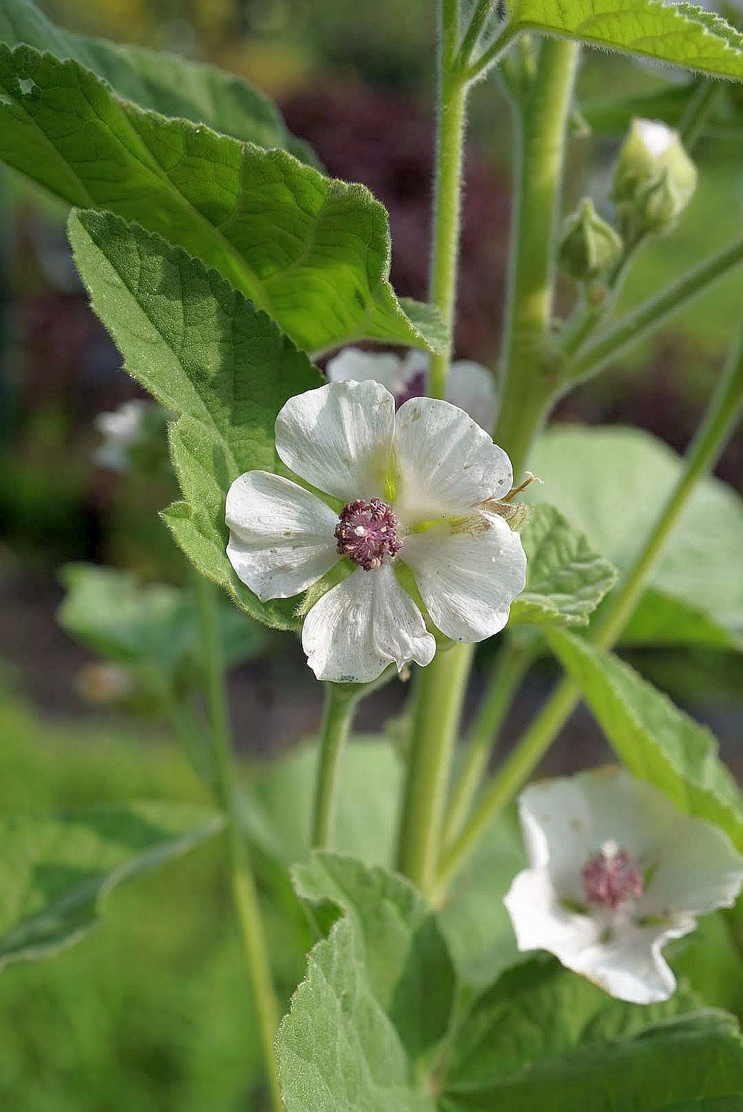 ビロードアオイ/Althaea officinalis