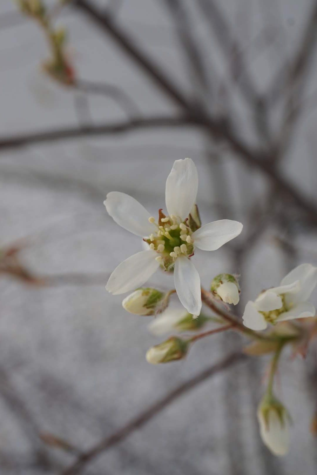 ジューンベリー花