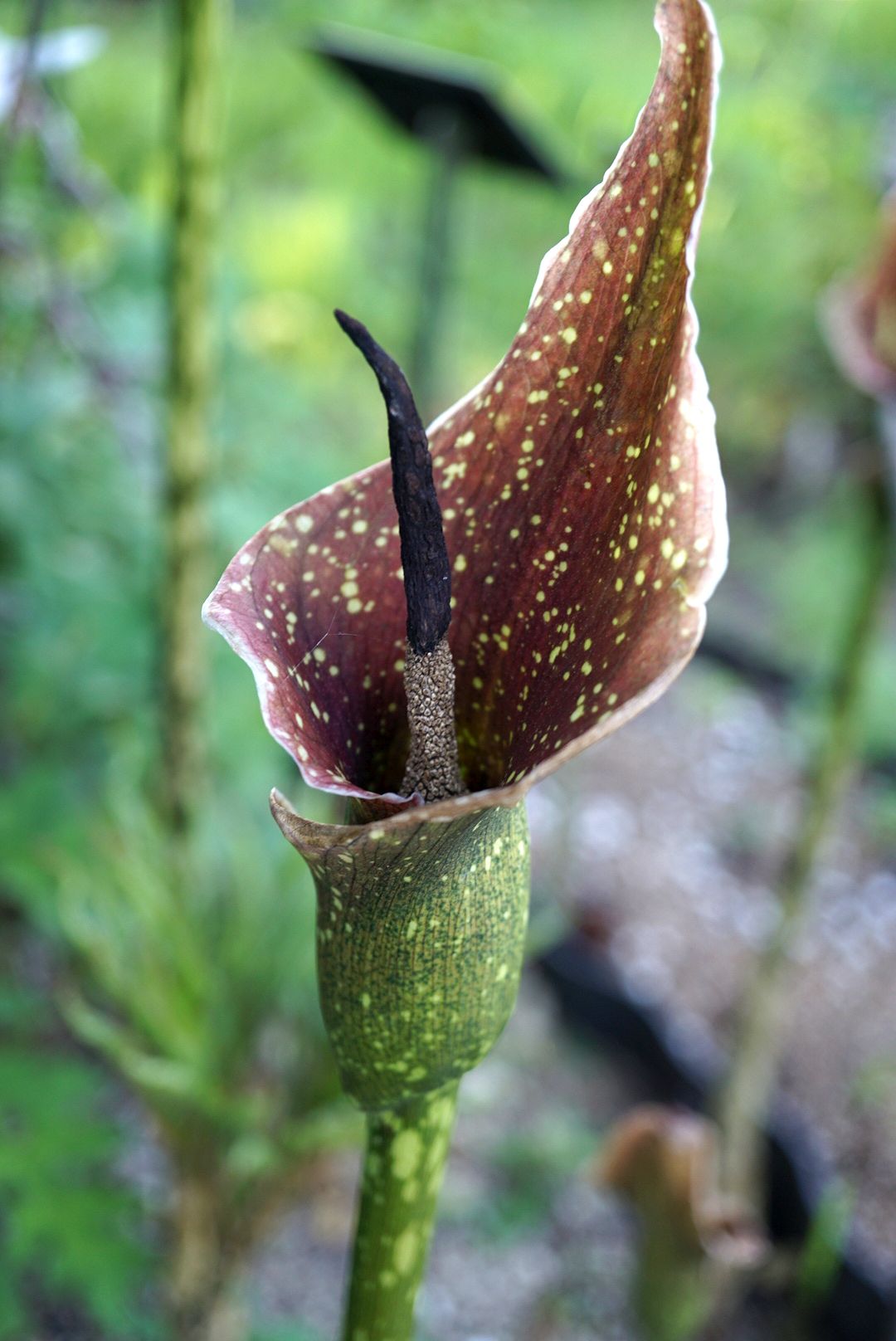 ヤマコンニャク/Amorphophallus kiusianus