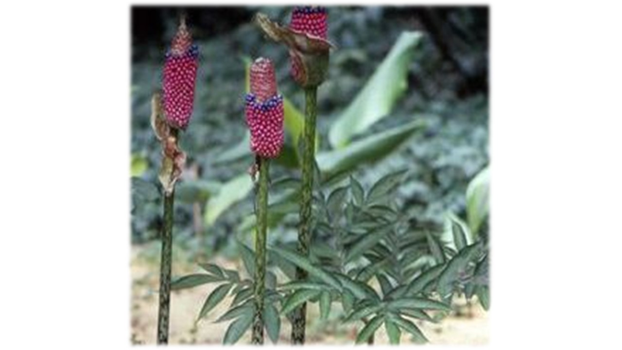 ヤマコンニャク果実 fruits