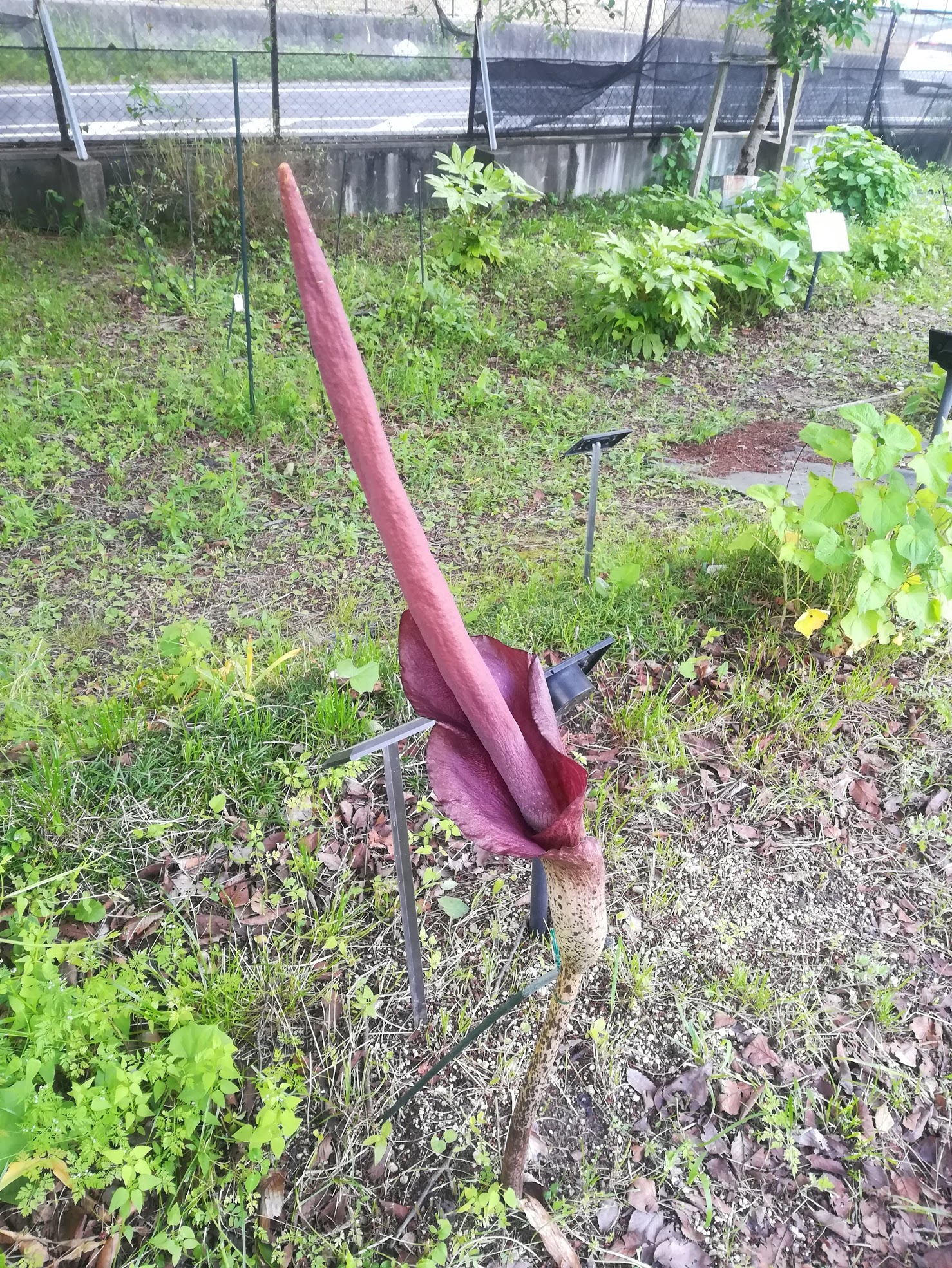 コンニャク/Amorphophallus konjac