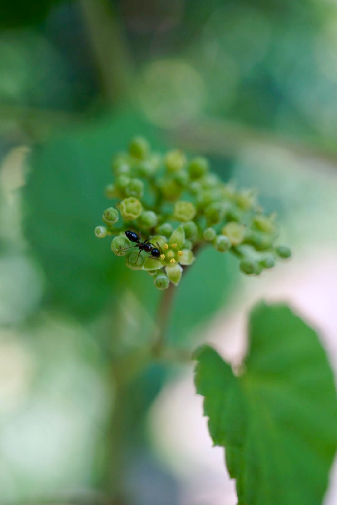 ノブドウ/Ampelopsis glandulosa var. heterophylla