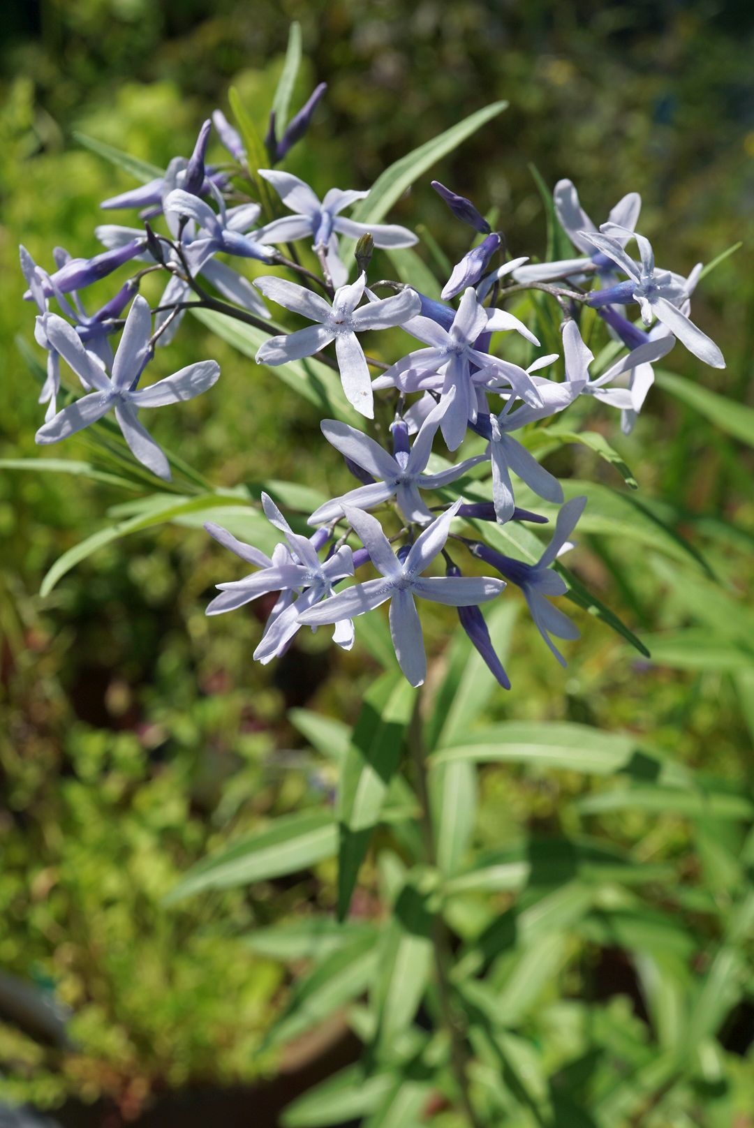 チョウジソウ/Amsonia elliptica