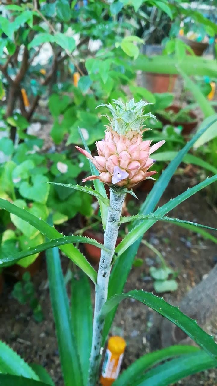 アナナス・ナヌス/Ananas nanus