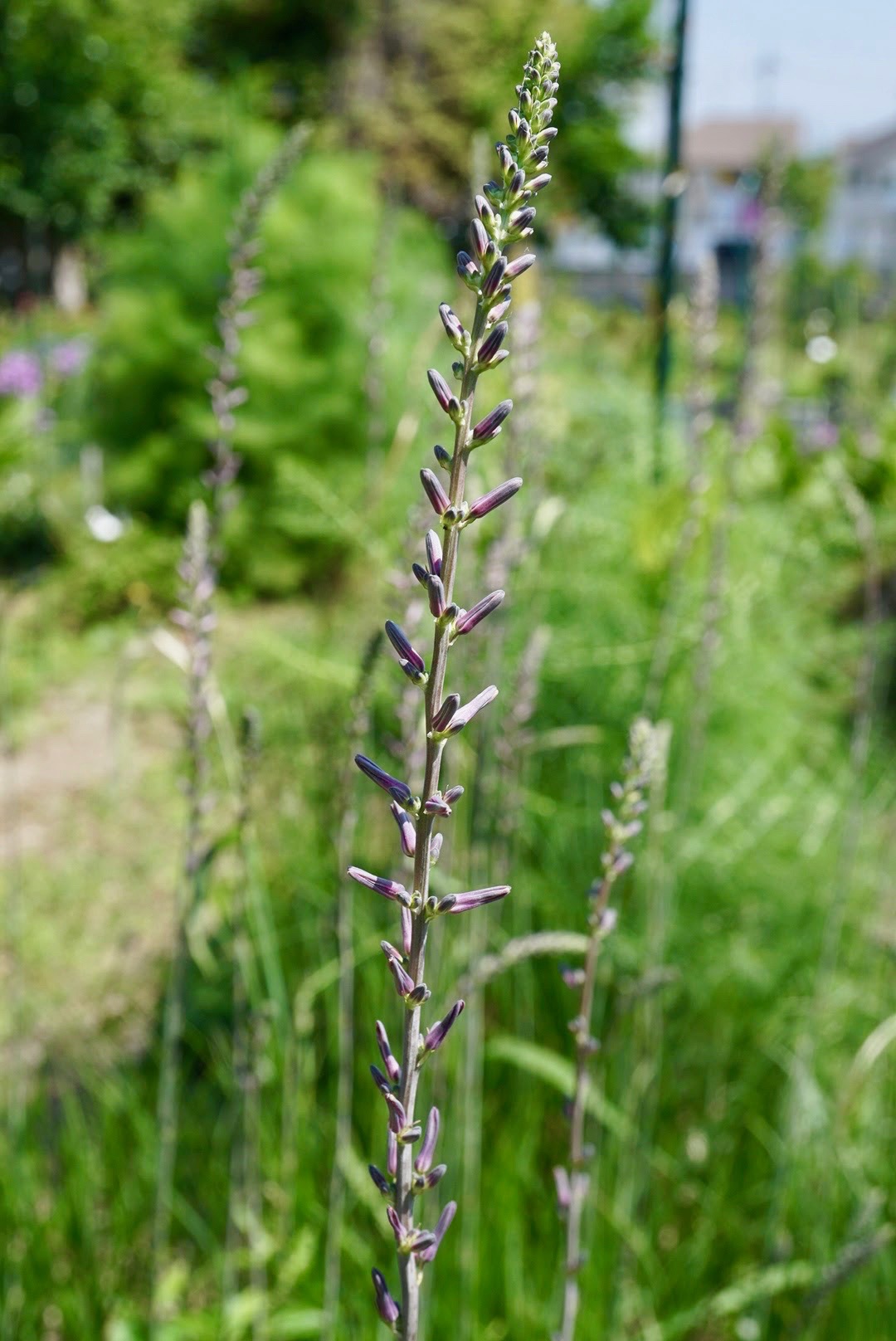 ハナスゲ/Anemarrhena asphodeloides