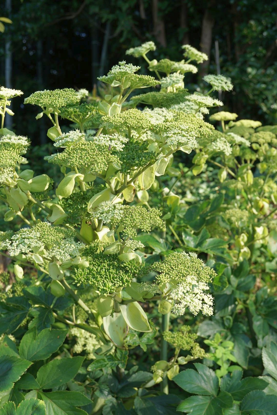 アシタバ/Angelica keiskei