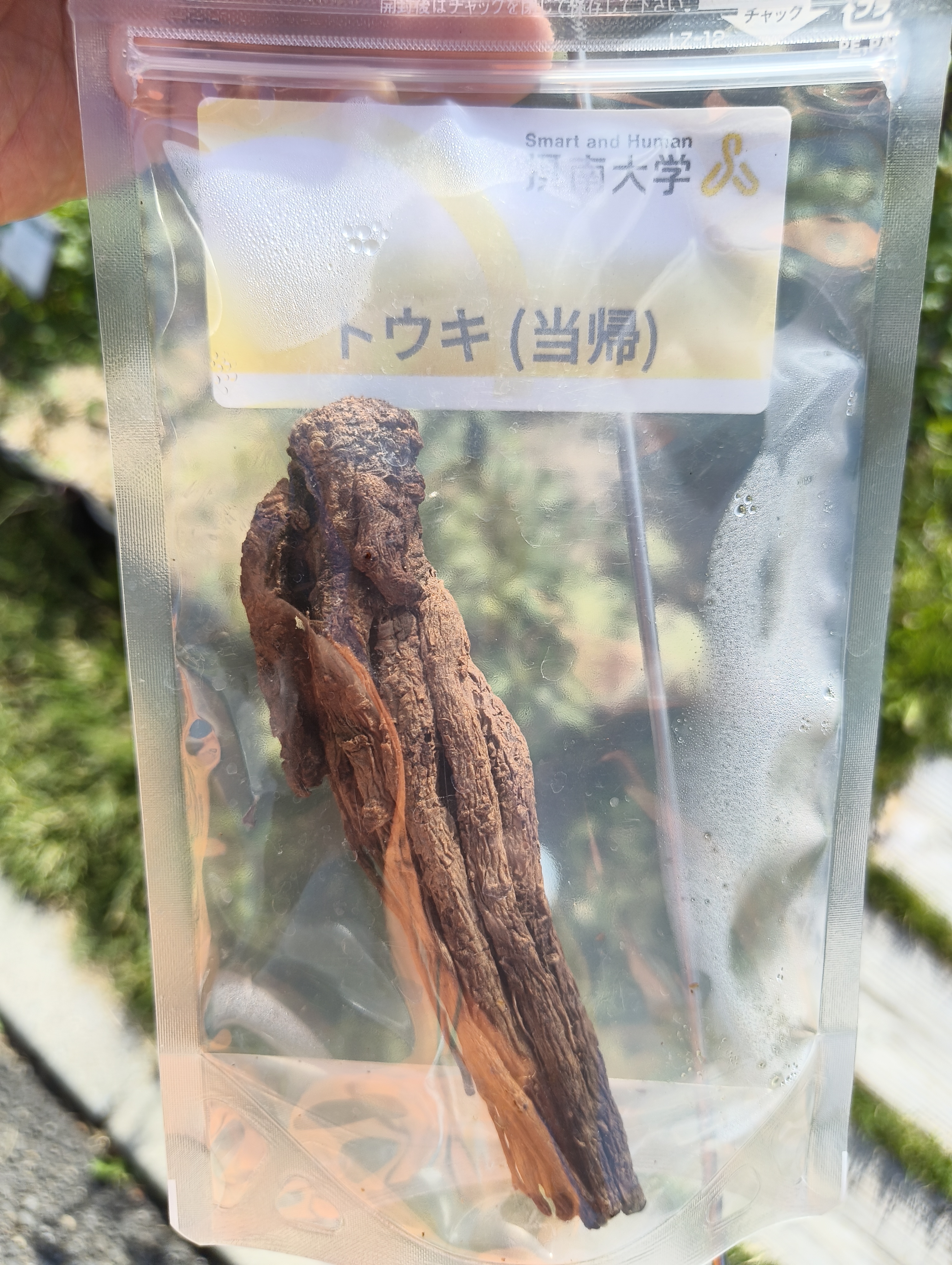 トウキ/Angelicae Acutilobae Radix