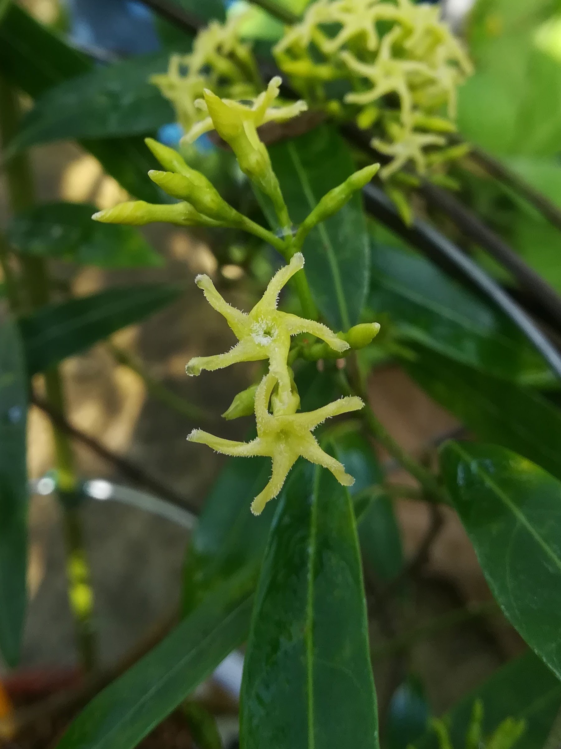 サカキカズラ/Anodendron affine