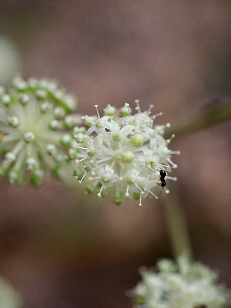 ウド/Aralia cordata