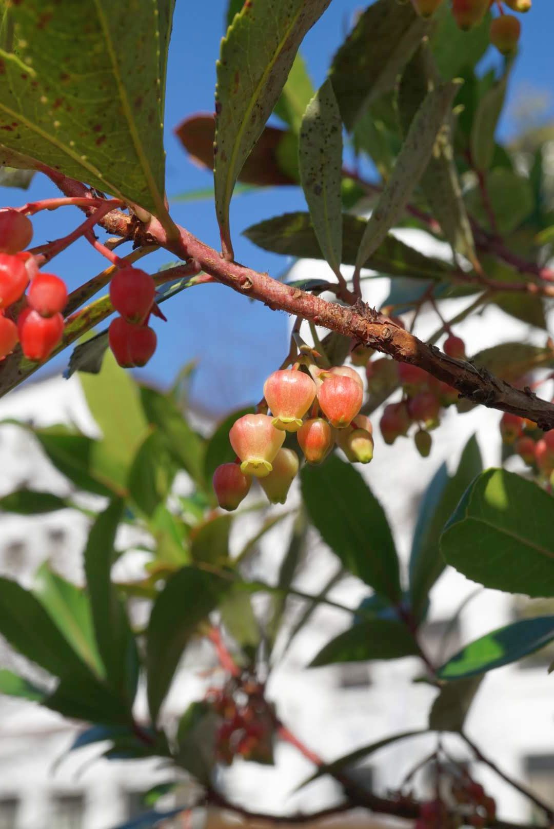イチゴノキ花/Strawberry tree flower
