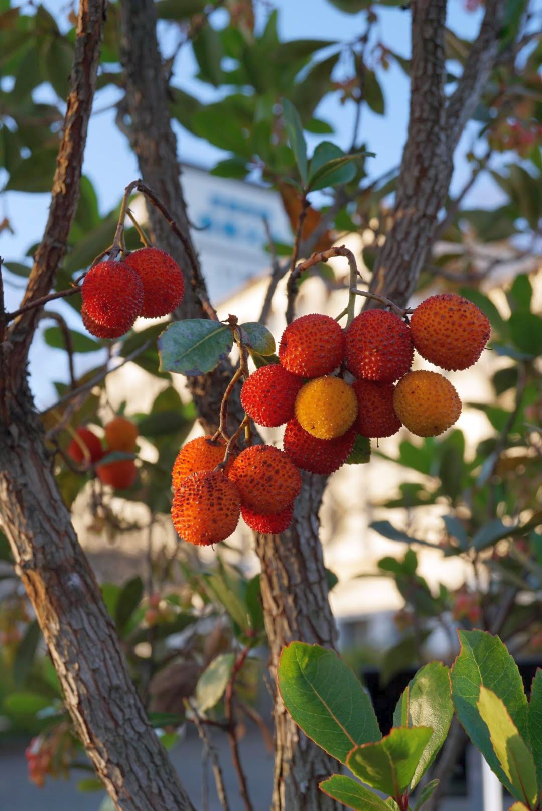 イチゴノキ/Strawberry tree