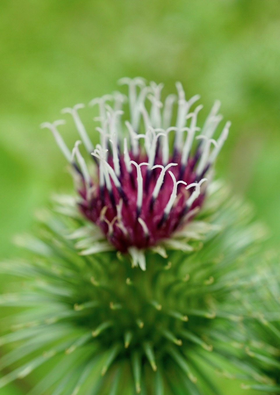 ゴボウ/Arctium lappa