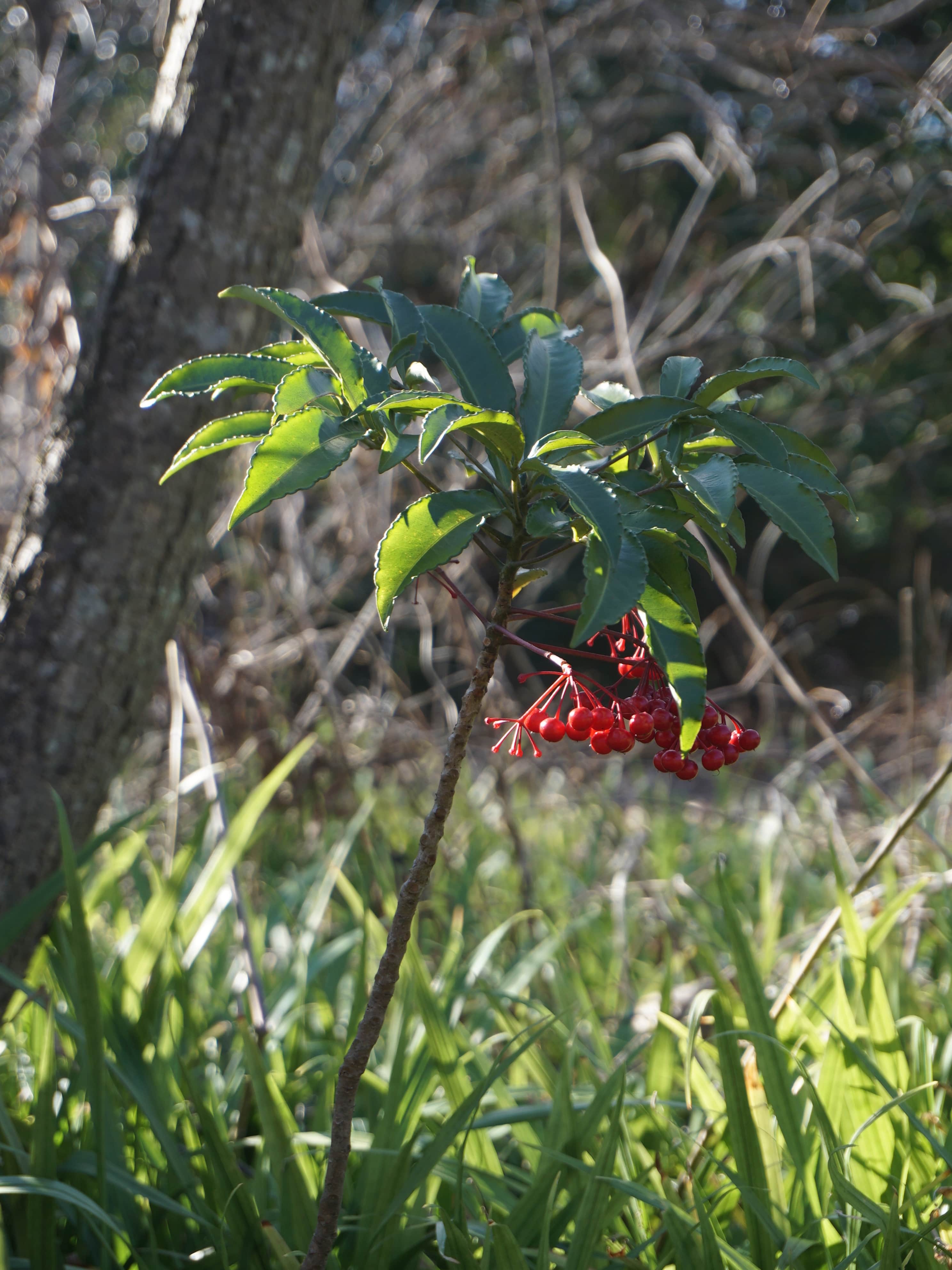 マンリョウ/Ardisia crenata