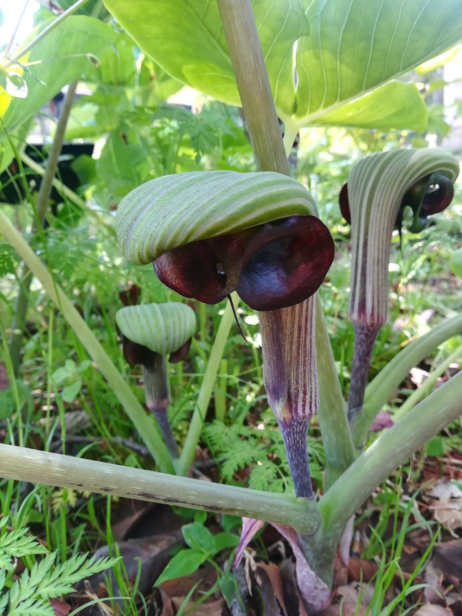 ムサシアブミ/Arisaema ringens