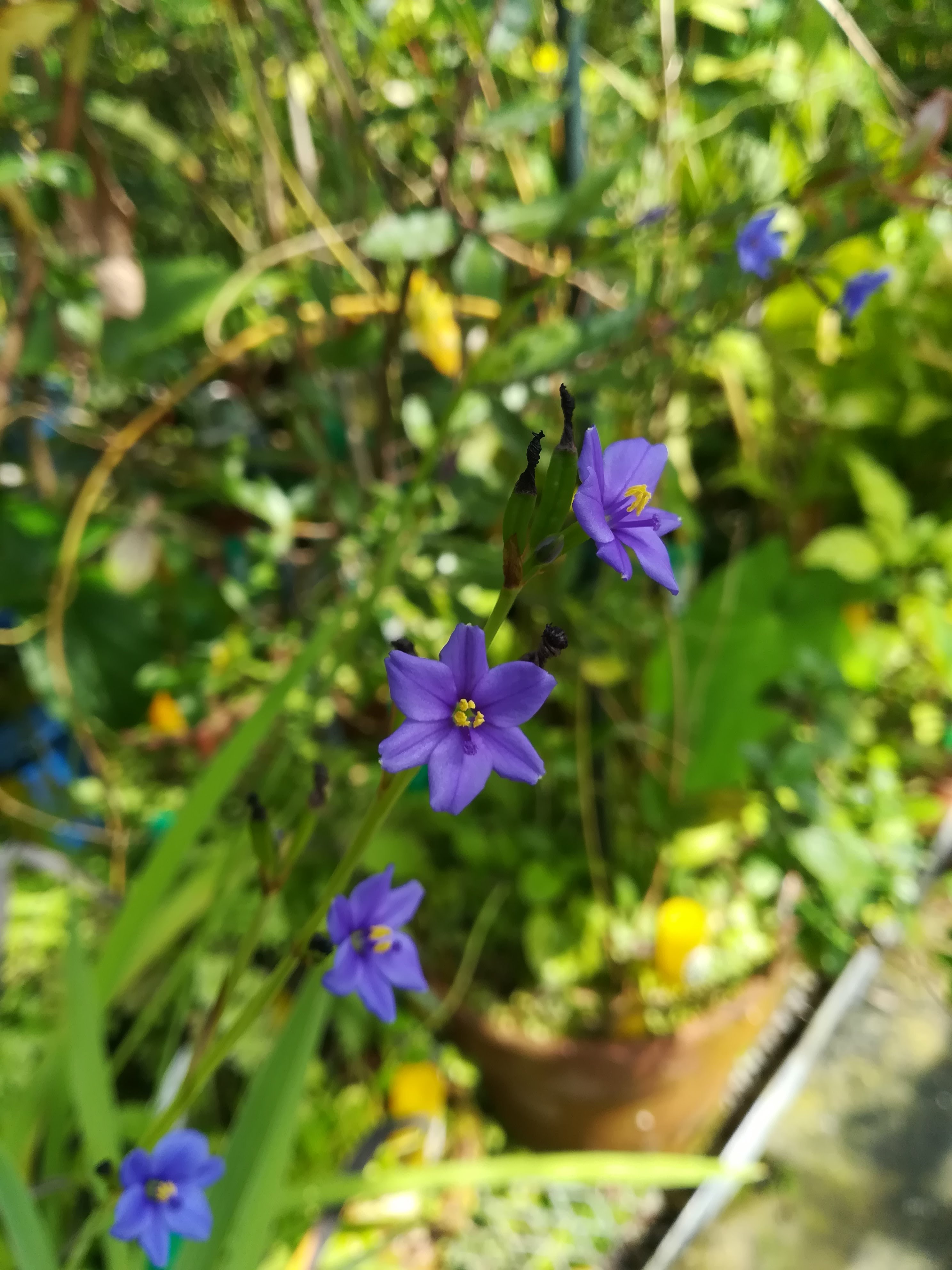 ソライロキキョウアヤメ/Aristea ecklonii