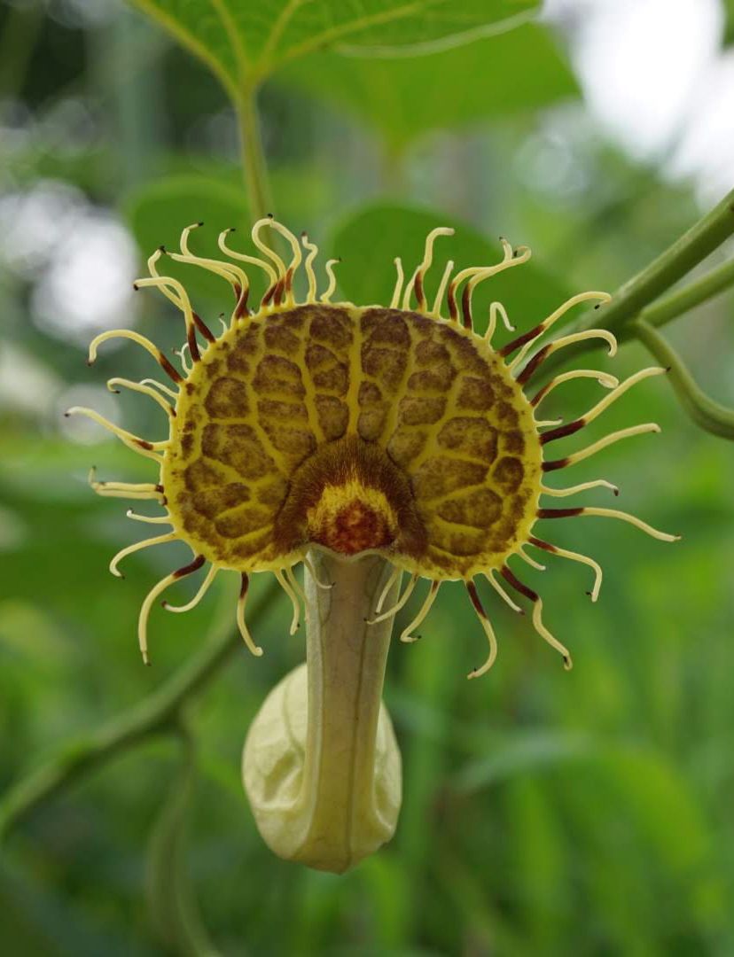 アリストロキア・フィンブリアタ/Aristolochia fimbriata