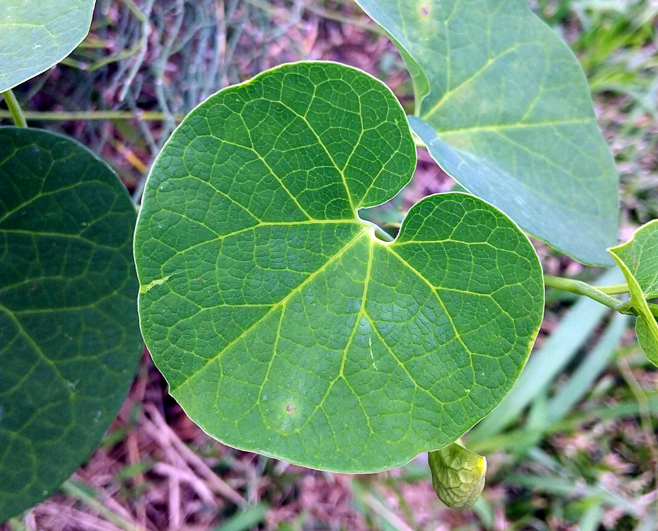アリストロキア・フィンブリアタ/Aristolochia fimbriata