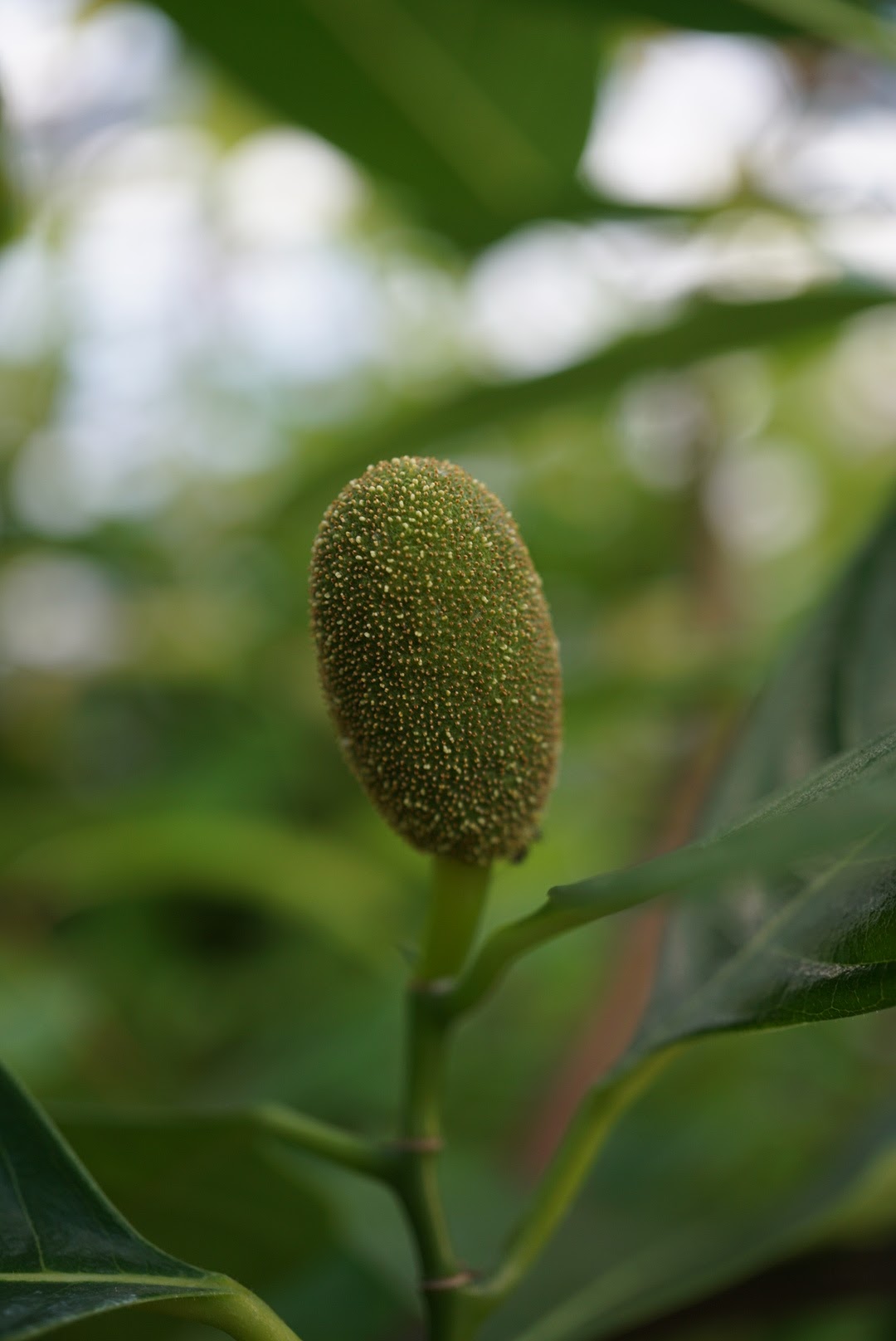 ジャックフルーツ/Artocarpus heterophyllus (jackfruit)