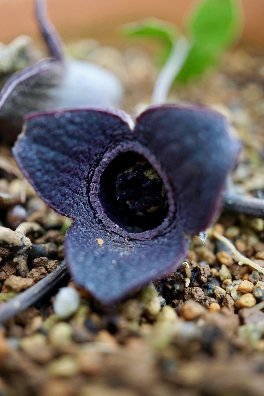 コシノカンアオイ/Asarum megacalyx